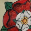 Rose Color: Tudor Rose, Red with White