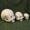 Skulls, 3 sizes