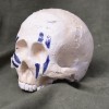 Facepaint Skull